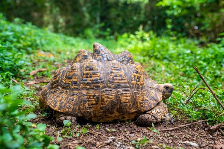 Tortoises are pets Nigerians would never  keep 